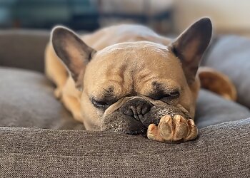 Tierklinik Dresden image Tierklinik Dresden