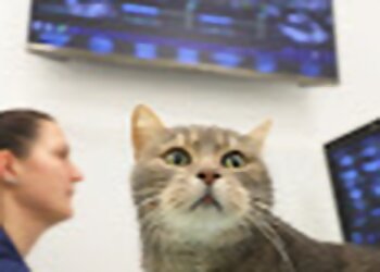 Tierklinik Rostock GmbH photo Tierklinik Rostock GmbH