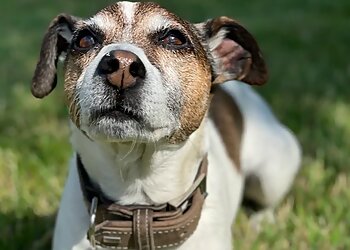 Tiermedizinisches Versorgungszentrum Magdeburg image Tiermedizinisches Versorgungszentrum Magdeburg