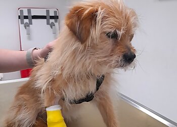 Tierärztliche Gemeinschaftspraxis image Tierärztliche Gemeinschaftspraxis