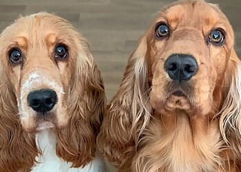 Tierärztliche Gemeinschaftspraxis Ebeling GbR image Tierärztliche Gemeinschaftspraxis Ebeling GbR