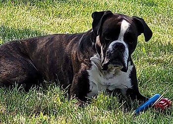 Tierärztliche Gemeinschaftspraxis am Kaßberg image Tierärztliche Gemeinschaftspraxis am Kaßberg