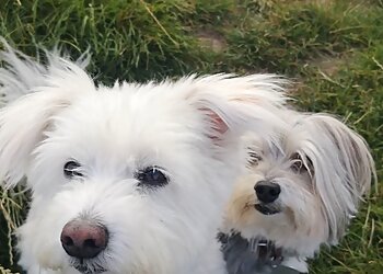 Tierärztliche Gemeinschaftspraxis für Kleintiere Dr. B. Wiegand und S. Schlottmann image Tierärztliche Gemeinschaftspraxis für Kleintiere Dr. B. Wiegand und S. Schlottmann