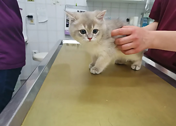 Tierärztliche Praxis Siedlung Tann image Tierärztliche Praxis Siedlung Tann