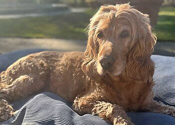 Tierärztliche Praxis am Wienburgpark image Tierärztliche Praxis am Wienburgpark