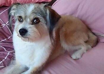 Tierärztliche Praxis für Kleintiere Dr. med. vet. Tanja A. Domurath image Tierärztliche Praxis für Kleintiere Dr. med. vet. Tanja A. Domurath