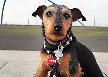 Tierärztliche Praxis für Kleintiere in Weitmar-Mark image Tierärztliche Praxis für Kleintiere in Weitmar-Mark