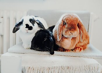 Tierärztliche Praxis für Klein- und Heimtiere image Tierärztliche Praxis für Klein- und Heimtiere