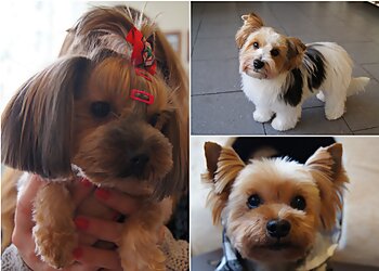 Wuff & Styling image Wuff & Styling