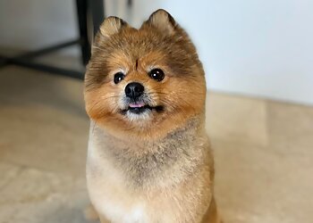 Wusel & Co. Hundesalon photo Wusel & Co. Hundesalon