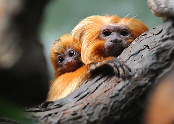 Zoo Frankfurt image Zoo Frankfurt