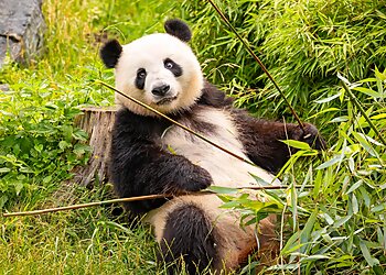 Zoologischer Garten Berlin image Zoologischer Garten Berlin