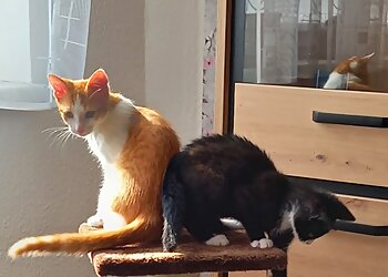 felmo Mobiler Tierarzt Erfurt image felmo Mobiler Tierarzt Erfurt