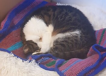 felmo Mobiler Tierarzt Lübeck photo felmo Mobiler Tierarzt Lübeck