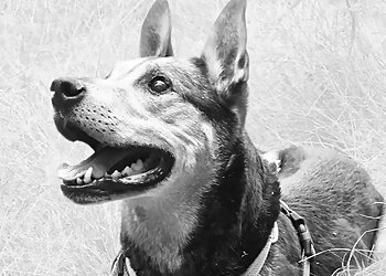 felmo Mobiler Tierarzt Lübeck image felmo Mobiler Tierarzt Lübeck