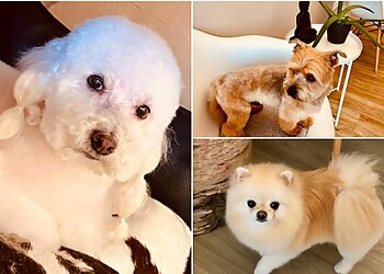 hundeschoen-frankfurt image hundeschoen-frankfurt